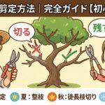 梅の木の剪定方法｜時期・切り方・手入れまで完全ガイド【初心者向け】