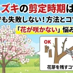 ハナミズキの剪定時期はいつ？初心者でも失敗しない方法とコツを図解！花が咲かない悩みも解決