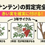 南天（ナンテン）の剪定完全ガイド｜赤い実を確実に付ける「3年サイクル」の法則と最適な時期