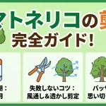 シマトネリコの剪定方法を完全ガイド！最適な時期から失敗しないコツ、バッサリ切る強剪定まで解説