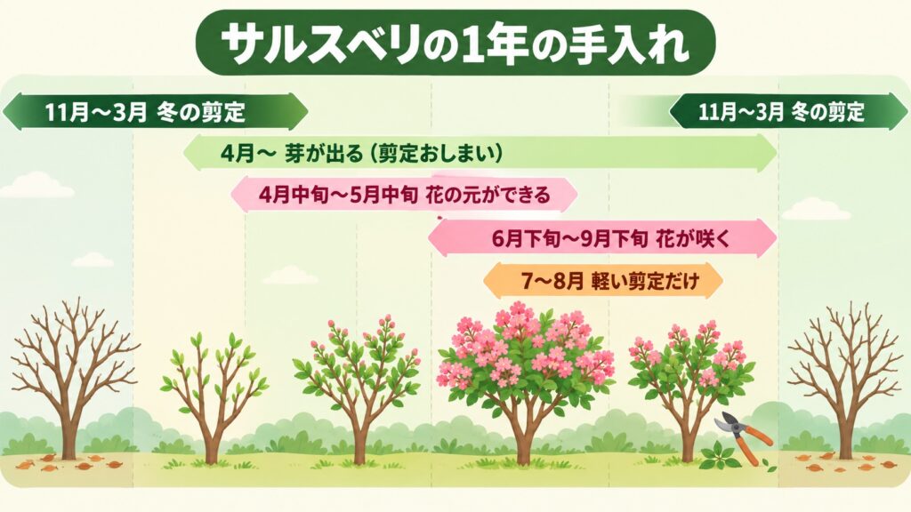 サルスベリの手入れを月ごとに示した図。11月〜3月が冬の剪定、4月から芽が出て、6月下旬〜9月下旬に花が咲く