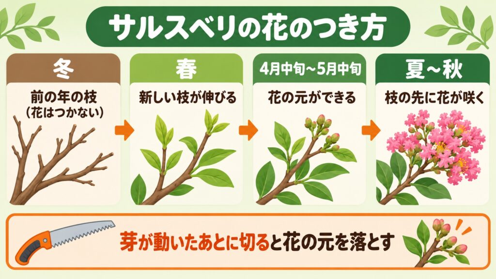 前の年の枝から春に新しい枝が伸び、枝の先に花の元ができて夏から秋に花が咲く流れを示した図