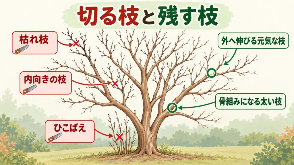 冬のサルスベリで、枯れ枝・内向きの枝・交差した枝・ひこばえを切り、外へ伸びる元気な枝と骨組みの太い枝を残すことを示した図