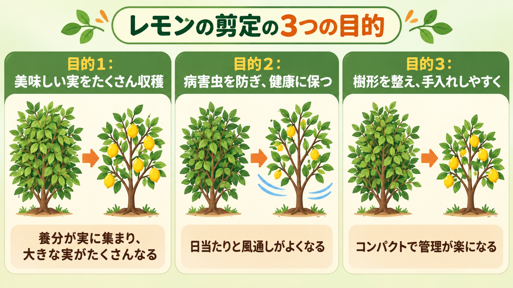 美味しい実をたくさん収穫、病害虫を防ぎ健康に保つ、樹形を整え手入れしやすくという、レモンの剪定の3つの目的を、剪定の前と後で比べた図
