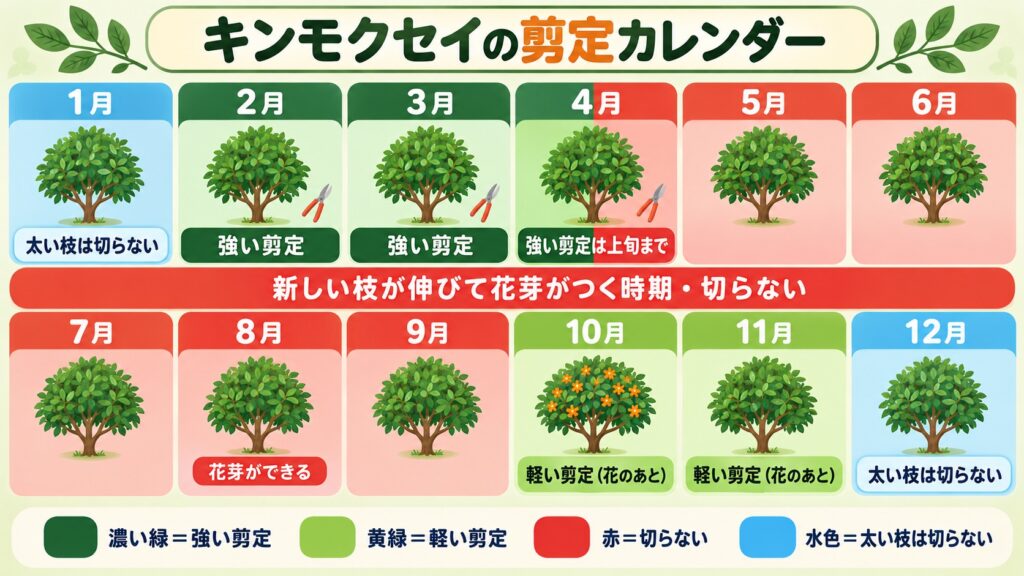 2月〜4月上旬は強い剪定、10〜11月は花のあとの軽い剪定、4月中旬〜9月は新しい枝が伸びて花芽がつくので切らない、12〜1月は太い枝を切らないと、キンモクセイの剪定の時期を月ごとに示した図