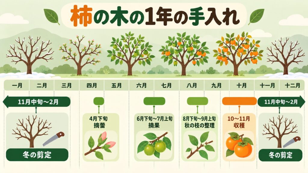 柿の木の手入れを月ごとに示した図。冬の11月中旬〜2月が剪定、6月下旬〜7月上旬が摘果、10〜11月が収穫