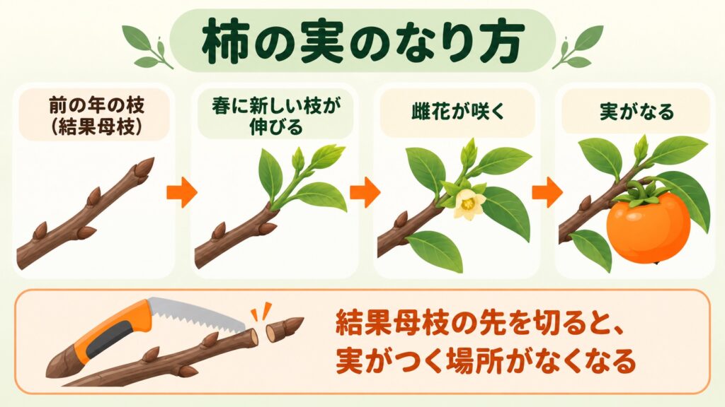 前の年の枝の先から新しい枝が伸び、花が咲いて実がなる流れを示した図