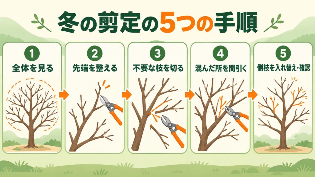 柿の冬の剪定の手順を、全体を見るところから仕上げの確認まで5段階で示した図
